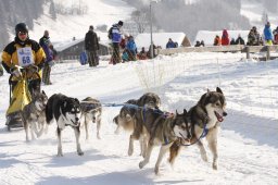 Lenk 2012 SM
